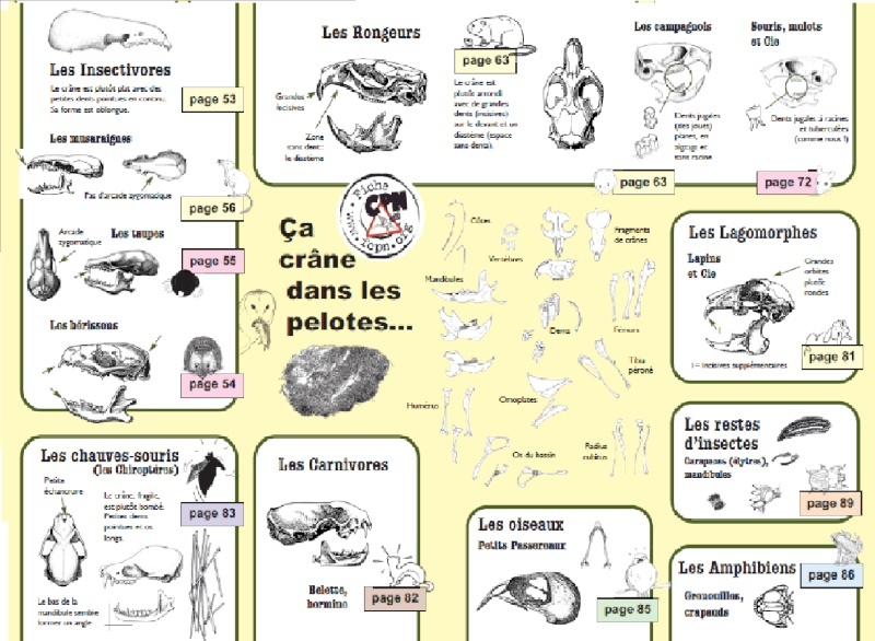 Fiche pratique : Pelotes de réjections Pelote13