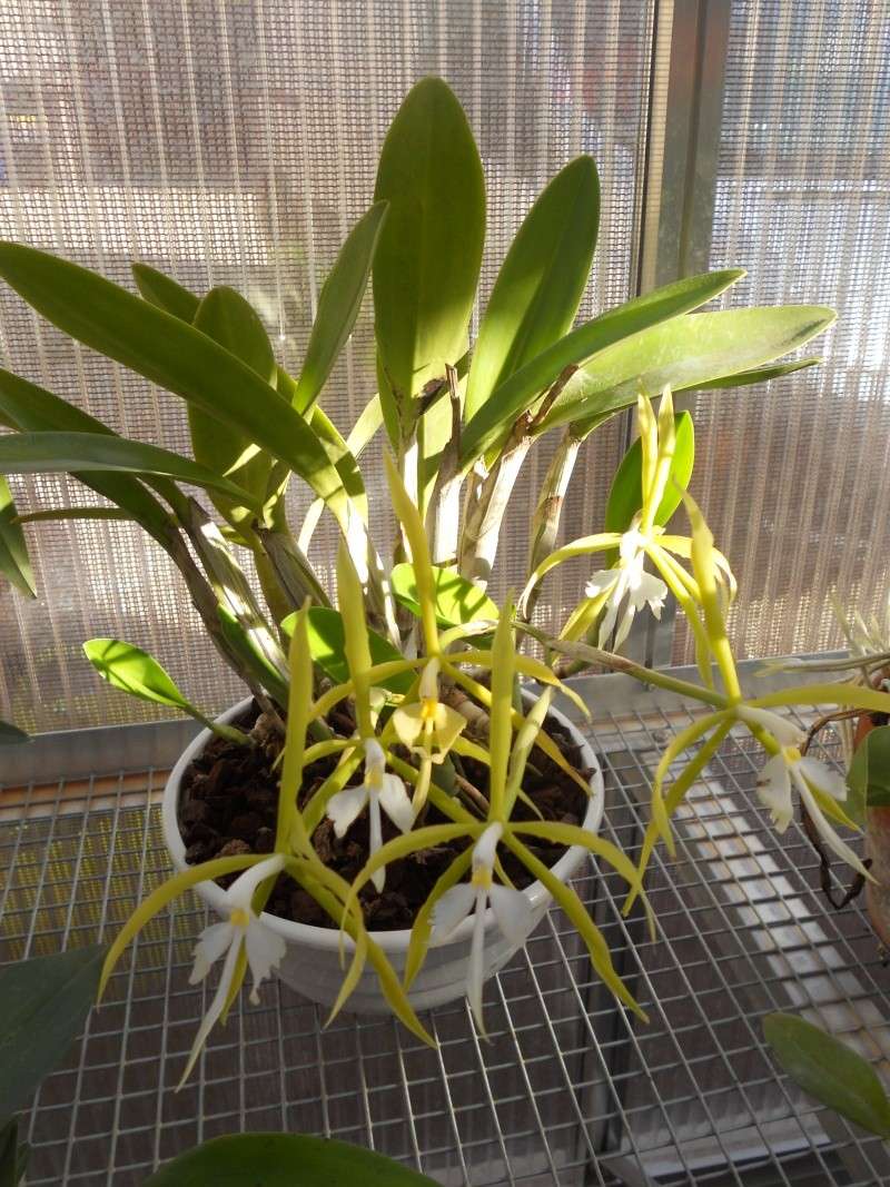Epidendrum oerstedii (plutôt qu' Epidendrum ciliare) Dscn1115
