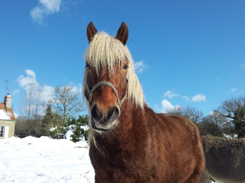 VENT des TILLES (dit Guizmo) - Trait Comtois né en 2009 - adopté en mai 2013 par Caroline 20130310