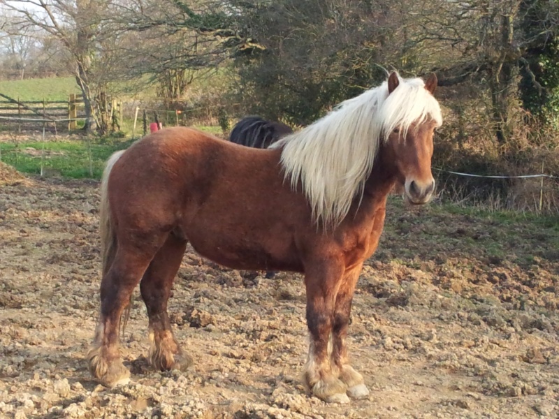 VENT - VENT des TILLES (dit Guizmo) - Trait Comtois né en 2009 - adopté en mai 2013 par Caroline 20130411