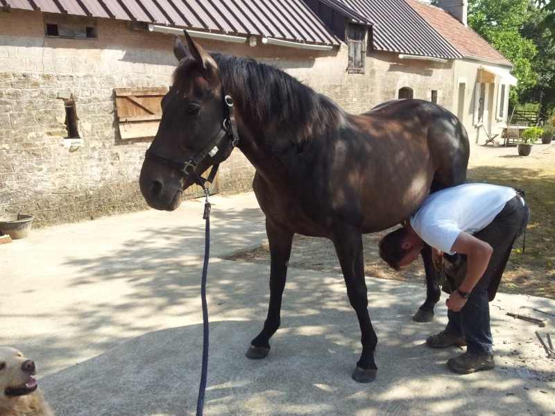 JAÏPUR - SF né en 1997 - adopté en avril 2011 par vano50 20130714