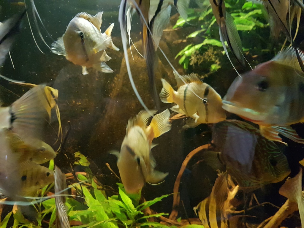 Pterophyllums  - Page 10 20180611