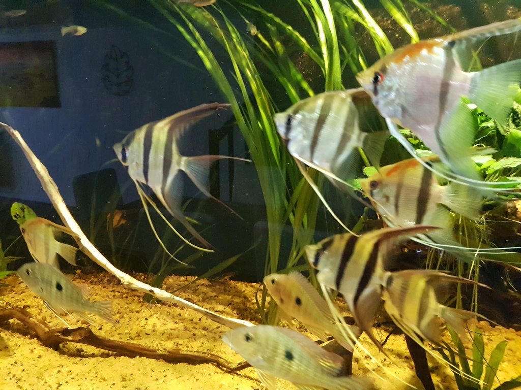 Pterophyllums  - Page 10 20180612