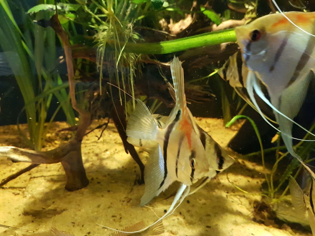Pterophyllums  - Page 10 20180613