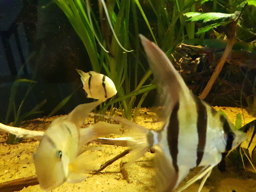 Pterophyllums  - Page 10 20180614