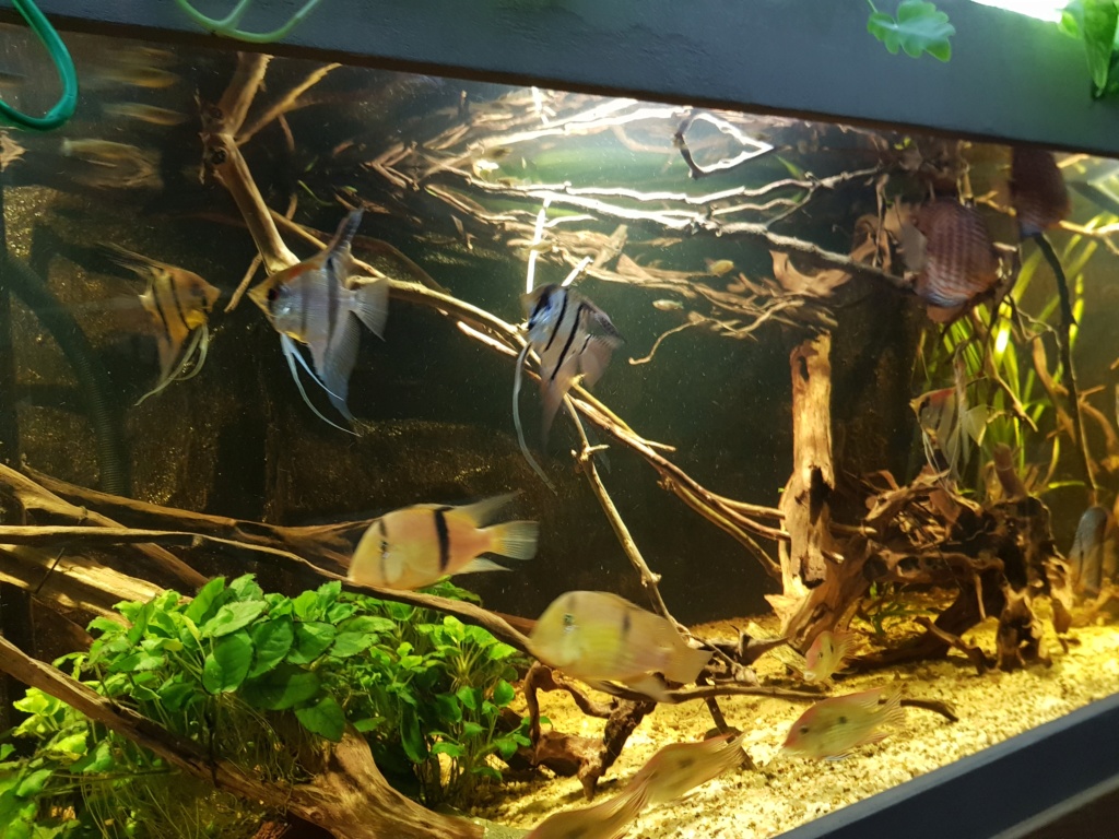 Pterophyllums  - Page 12 20181211