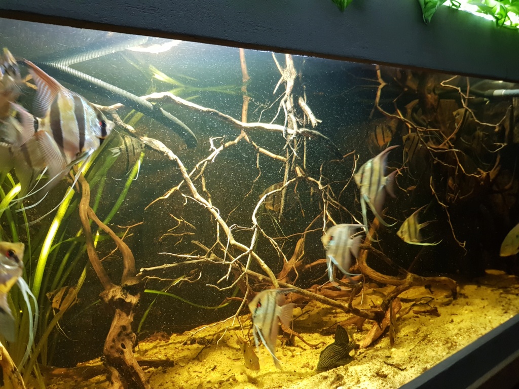 Pterophyllums  - Page 12 20181213