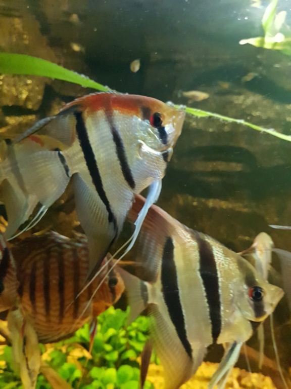 Pterophyllums  - Page 12 20181214