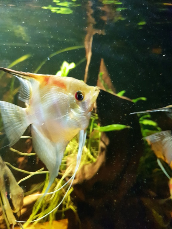 Pterophyllums  - Page 12 20181215