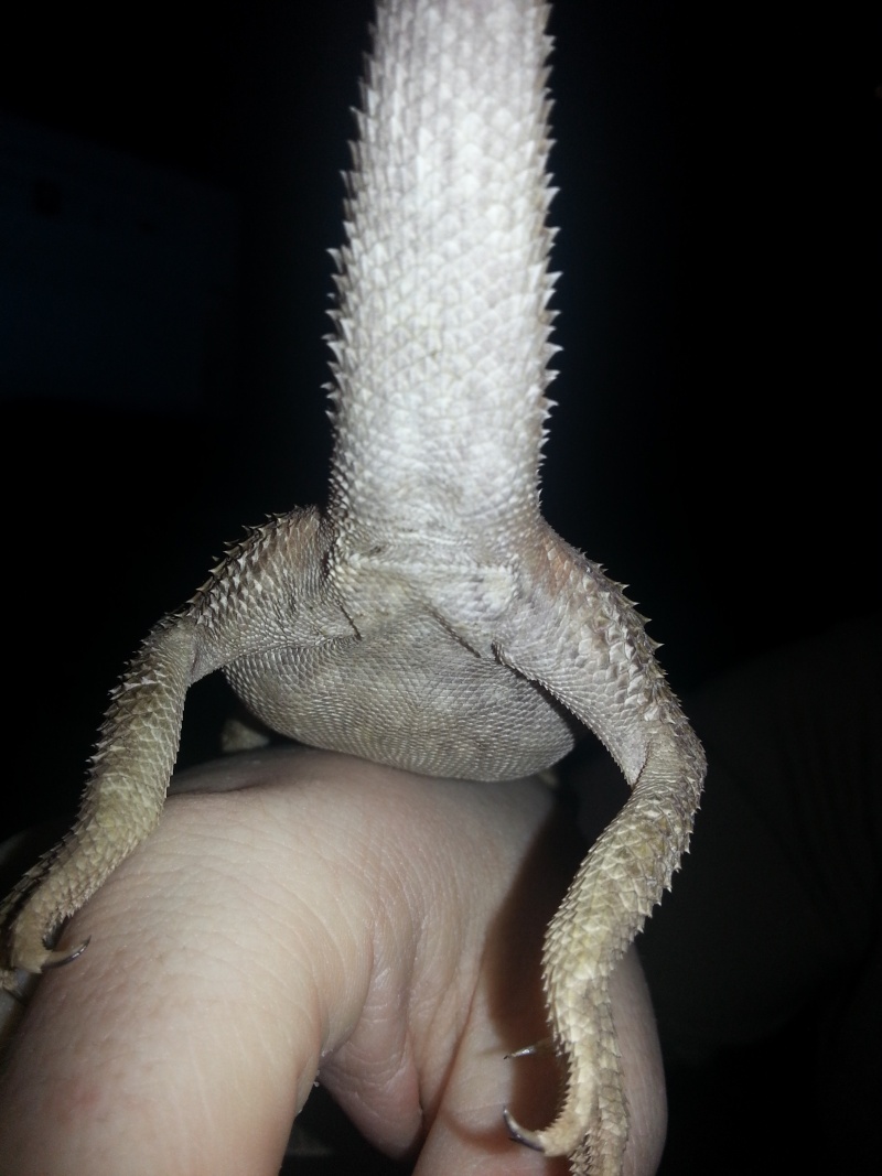 sexe de mon pogona ??? 20130212