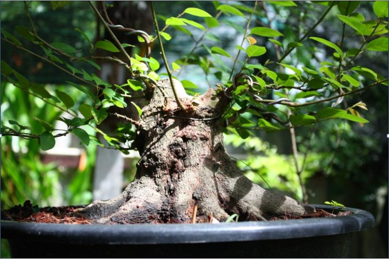 newbie bonsai from thailand Aayas14