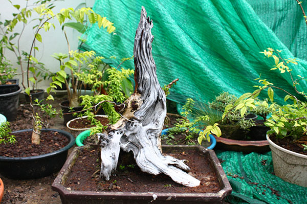 newbie bonsai from thailand Pemphi15