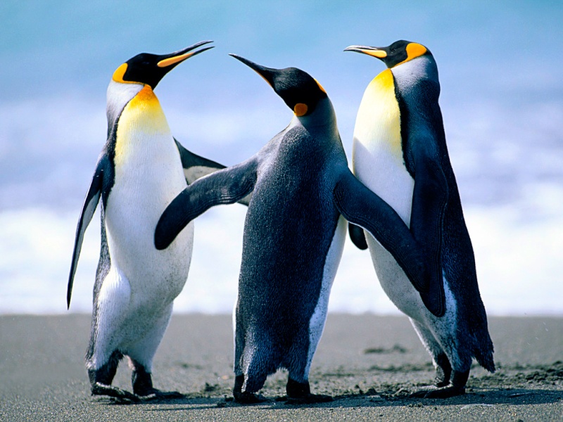 les pingoins Pengui10