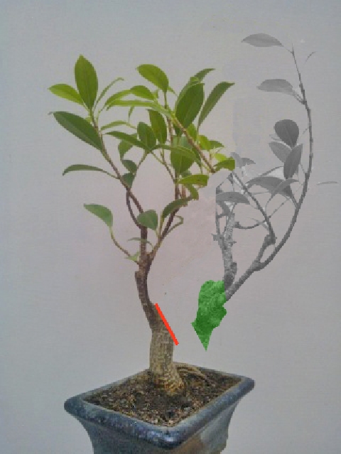 Il mio primo bonsai!! 5_010