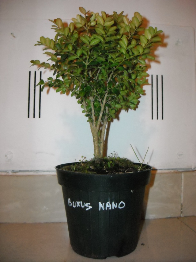 Buxus Nano Dscn0610