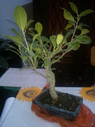 Il mio primo bonsai!! Wp_00013
