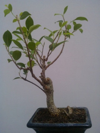 Il mio primo bonsai!! Wp_00014