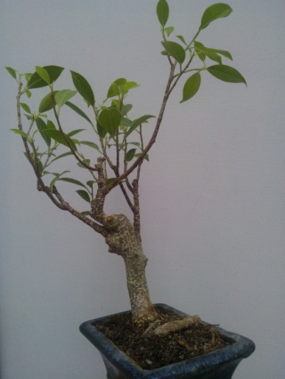 Il mio primo bonsai!! Wp_00015
