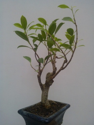 Il mio primo bonsai!! Wp_00016