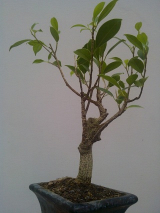 Il mio primo bonsai!! Wp_00017