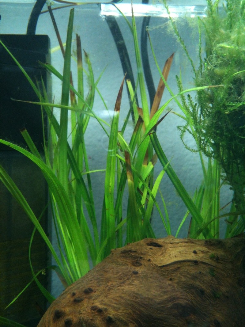Algues dans mon aquarium 10L Cyperu11