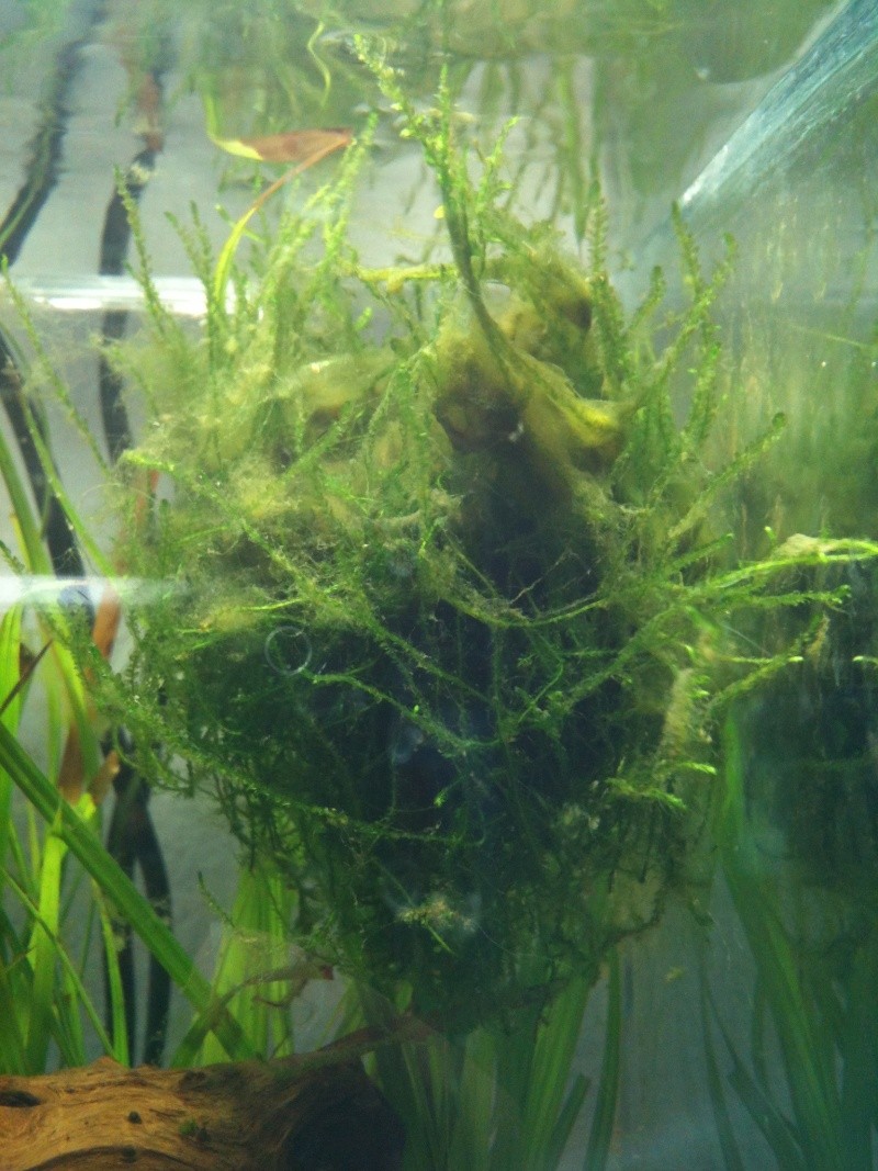 Algues filamenteuse Sphere10