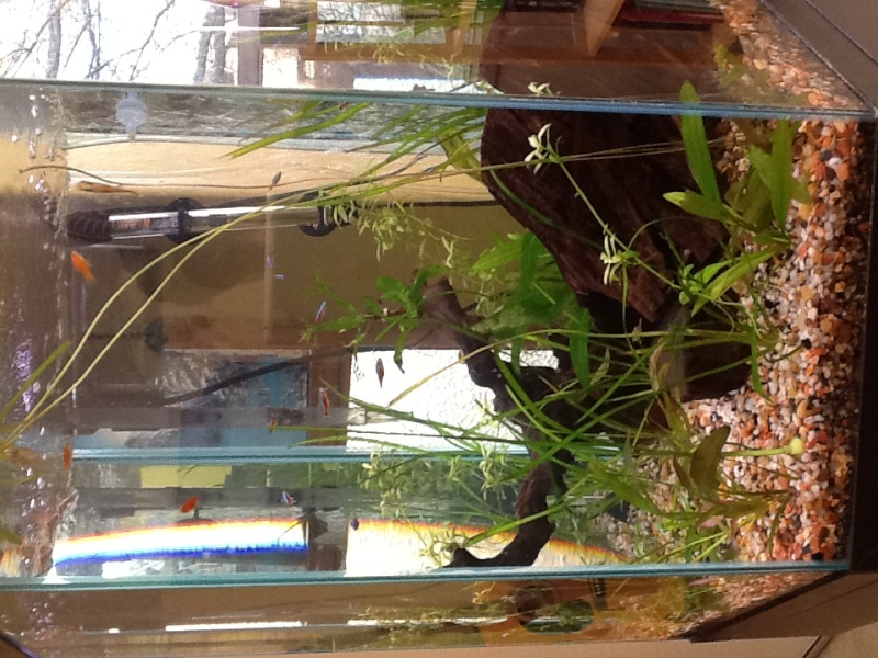 35 gallon Freshwater community Photo_11