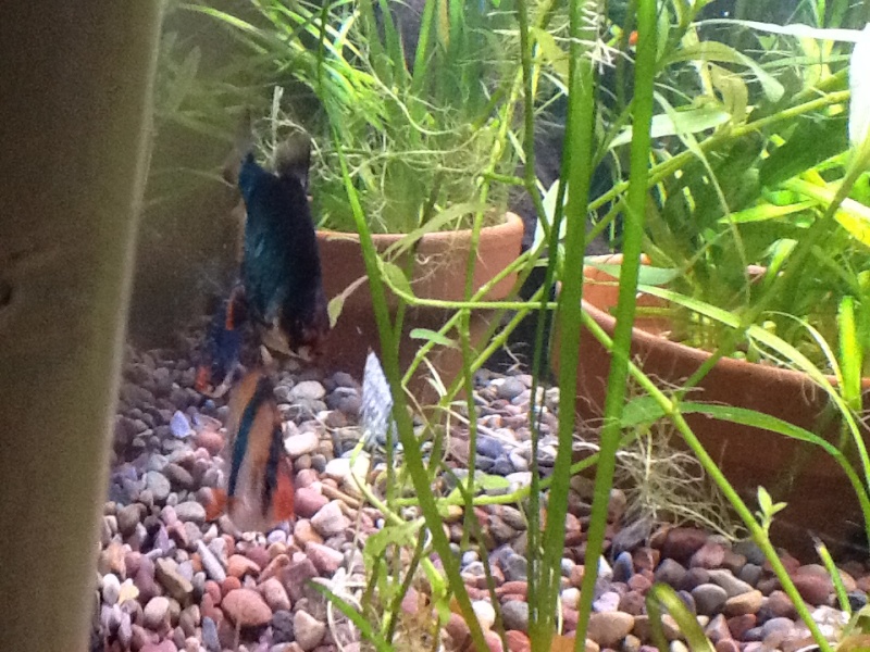 2 green barbs, 1 tiger barb Tiger11