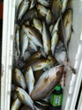 歡迎來港口阿義這相約釣黃雞魚 1_29611