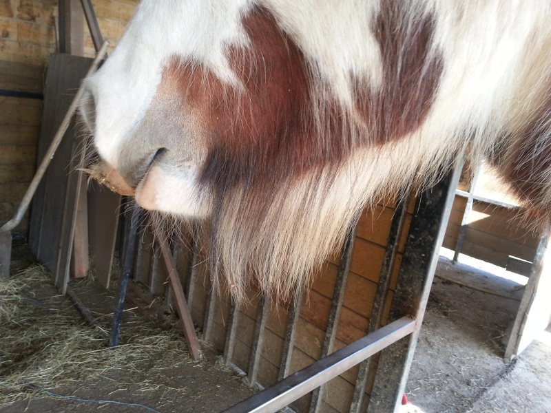 Concours de moustaches... - Page 8 20130310