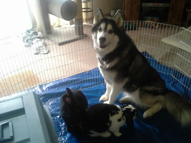 Huskies and Cats 81269011