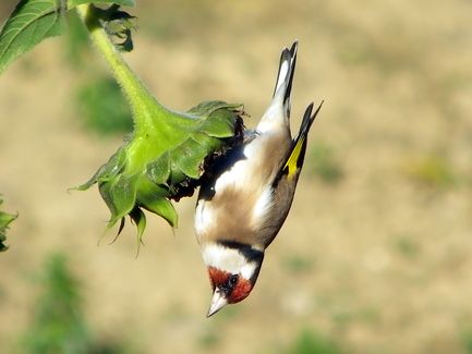 Les oiseaux de mon jardin  Chardo10