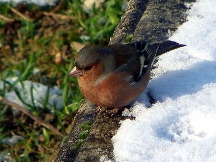 Les oiseaux de mon jardin  Pinson10