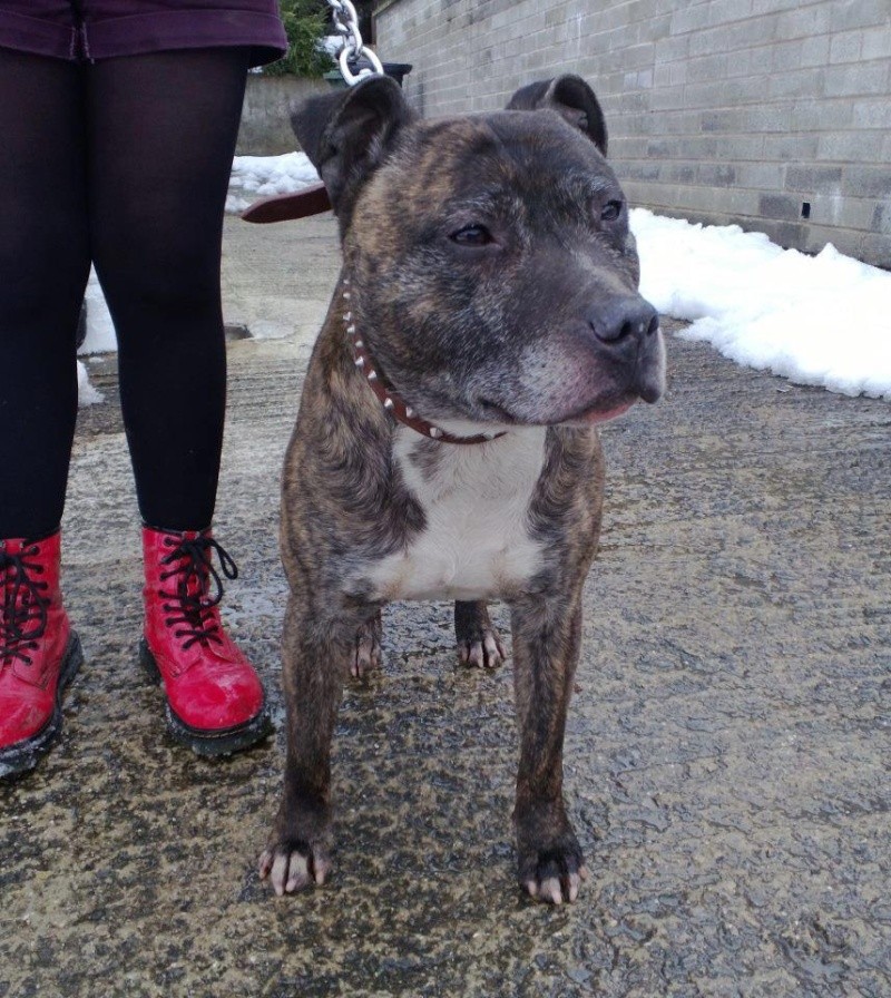 Buster SBT  in eb but has rescue space soon Buster10