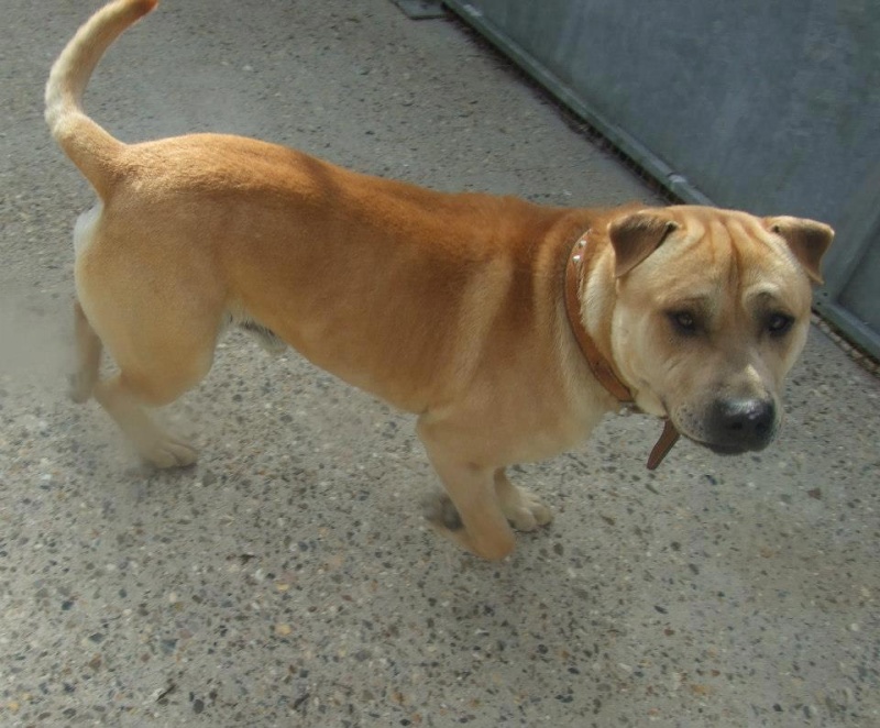 Charlie, Shar Pei x Labrador - needs URGENT rescue space SAFE Charli10