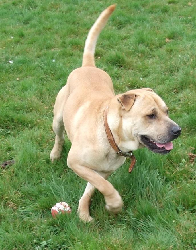 Charlie, Shar Pei x Labrador - needs URGENT rescue space SAFE Charli11