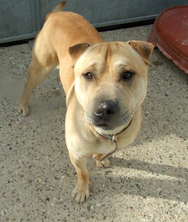 Charlie, Shar Pei x Labrador - needs URGENT rescue space SAFE Charli12