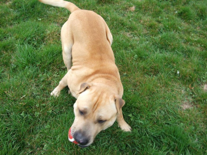 Charlie, Shar Pei x Labrador - needs URGENT rescue space SAFE Charli13