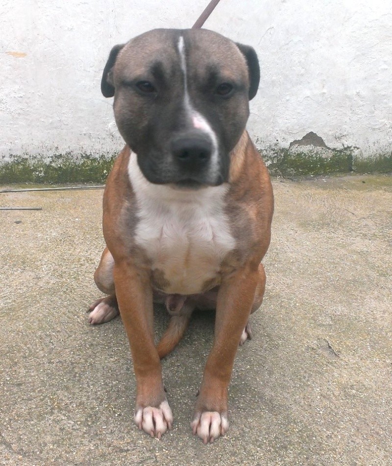 Dexter Staffie X needs URGENT rescue space  SAFE Dexter10