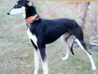 Margo, Lurcher, needs rescue space URGENT by Weds 24 April or will be PTS   SAFE Margo10