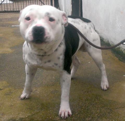 Rocco SBT needs rescue URGENT  SAFE thank god Rocco10