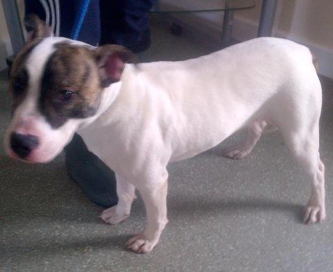 Rodney needs rescue by 19 March or will be PTS SAFE Rodney10
