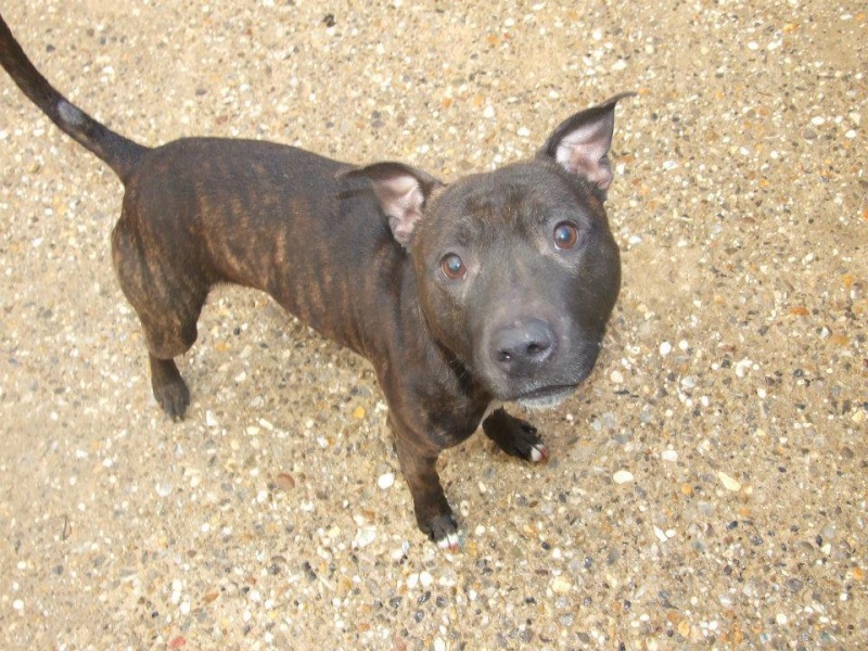 Meet Tyler SBT needs rescue space SAFE Tyler10