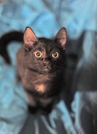 Черный-черный котенок, 6 мес. в добрые руки.  2dbzuw10