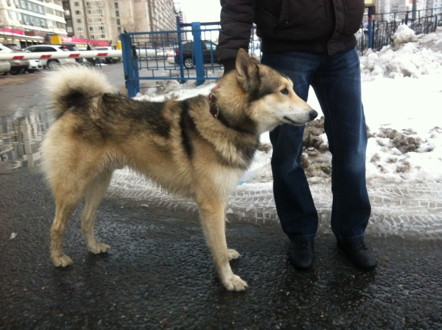 Найдена лайка.В районе Крылатском,Москва _hw0jj10