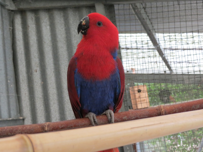 ECLECTUS POLY . - Page 17 Img_0220