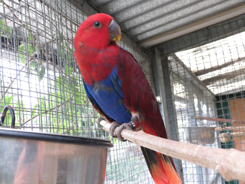 ECLECTUS POLY . - Page 17 Img_0221