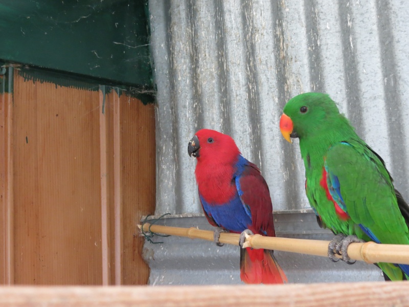 ECLECTUS POLY . - Page 17 Img_0222