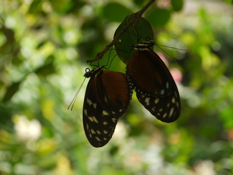 butterfly  P1030018