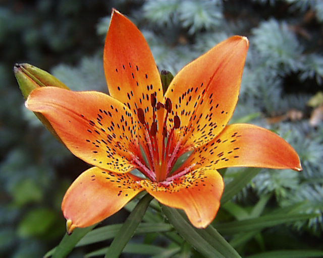 Lilium dauricum Lilium10